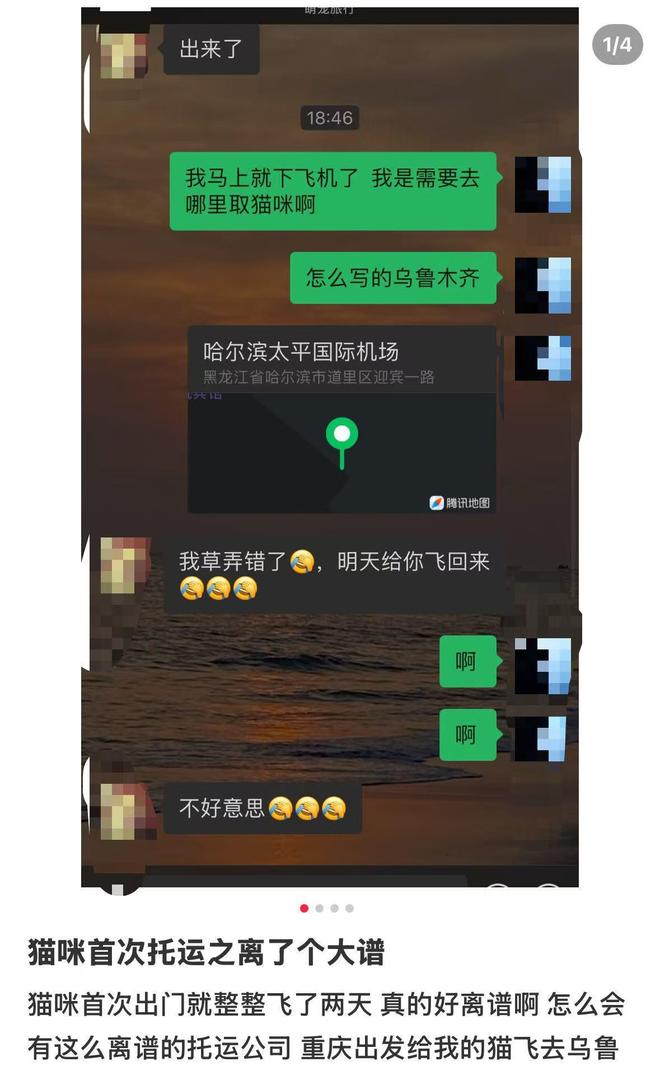 女子托运宠物至哈尔滨却被送新疆 猫咪两天飞6000公里