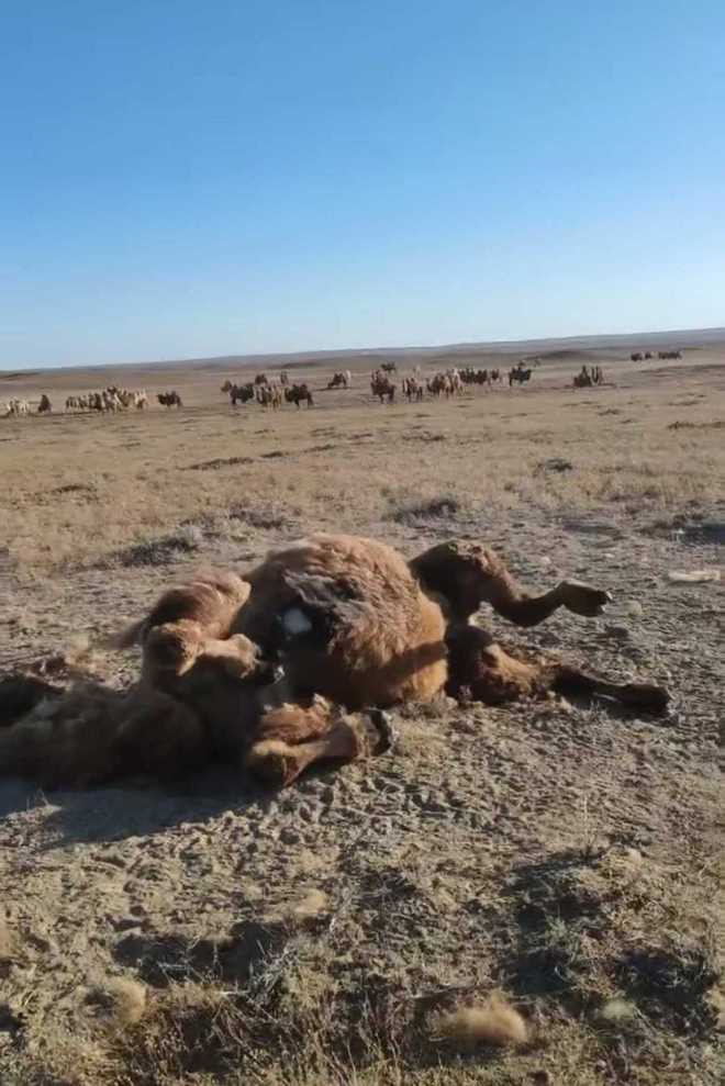 牧民称22头骆驼被狼咬死损失15万 保险只赔2000元